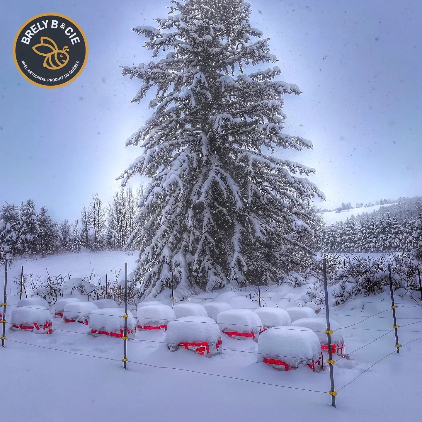 Nourrir les Abeilles en Hiver au Québec