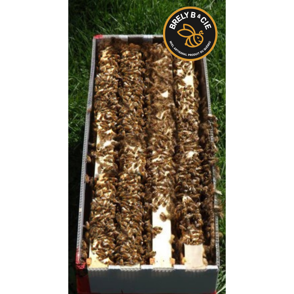 Nuclei (nucléis) d’abeilles à vendre 4 cadres