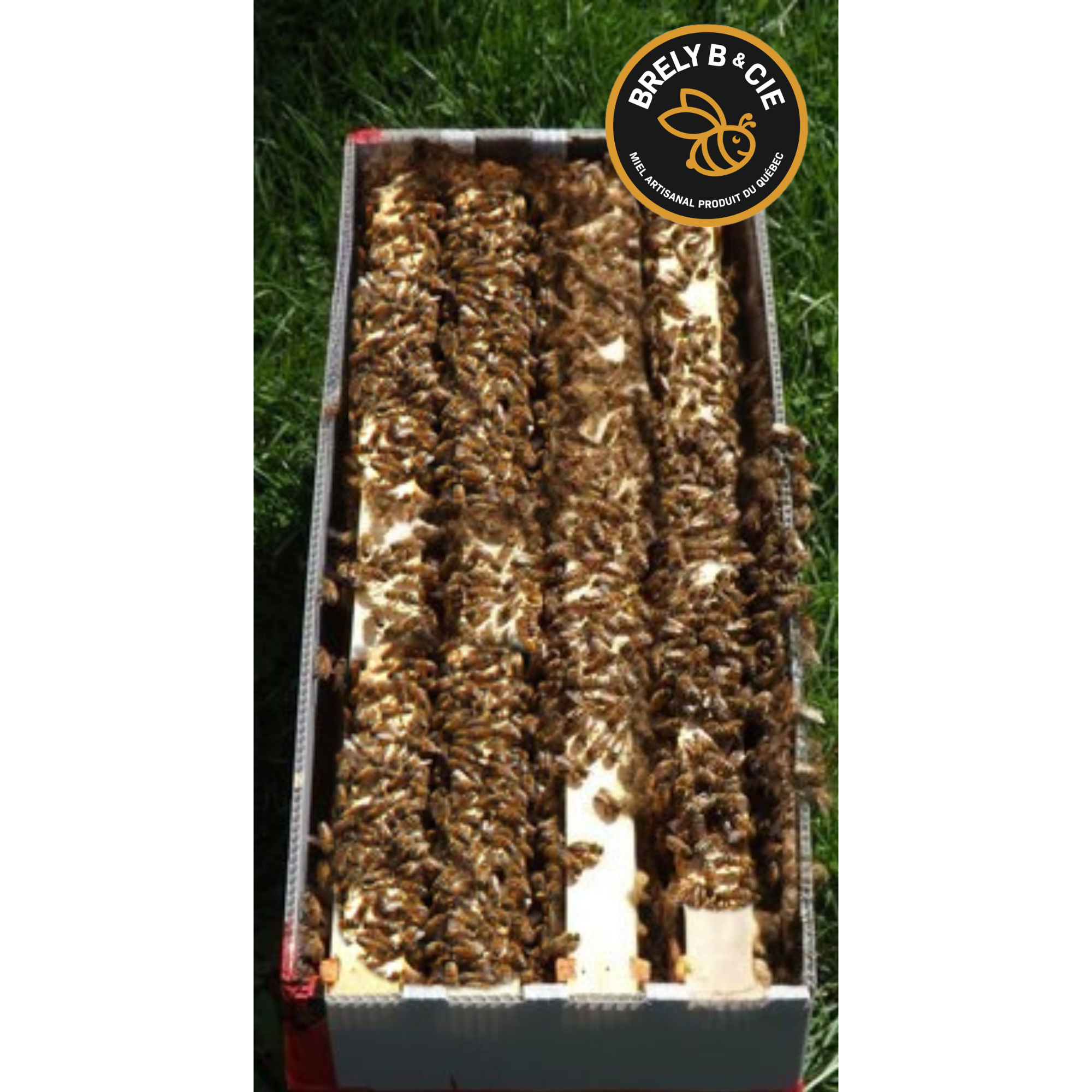 Nuclei (nucléis) d’abeilles à vendre 4 cadres