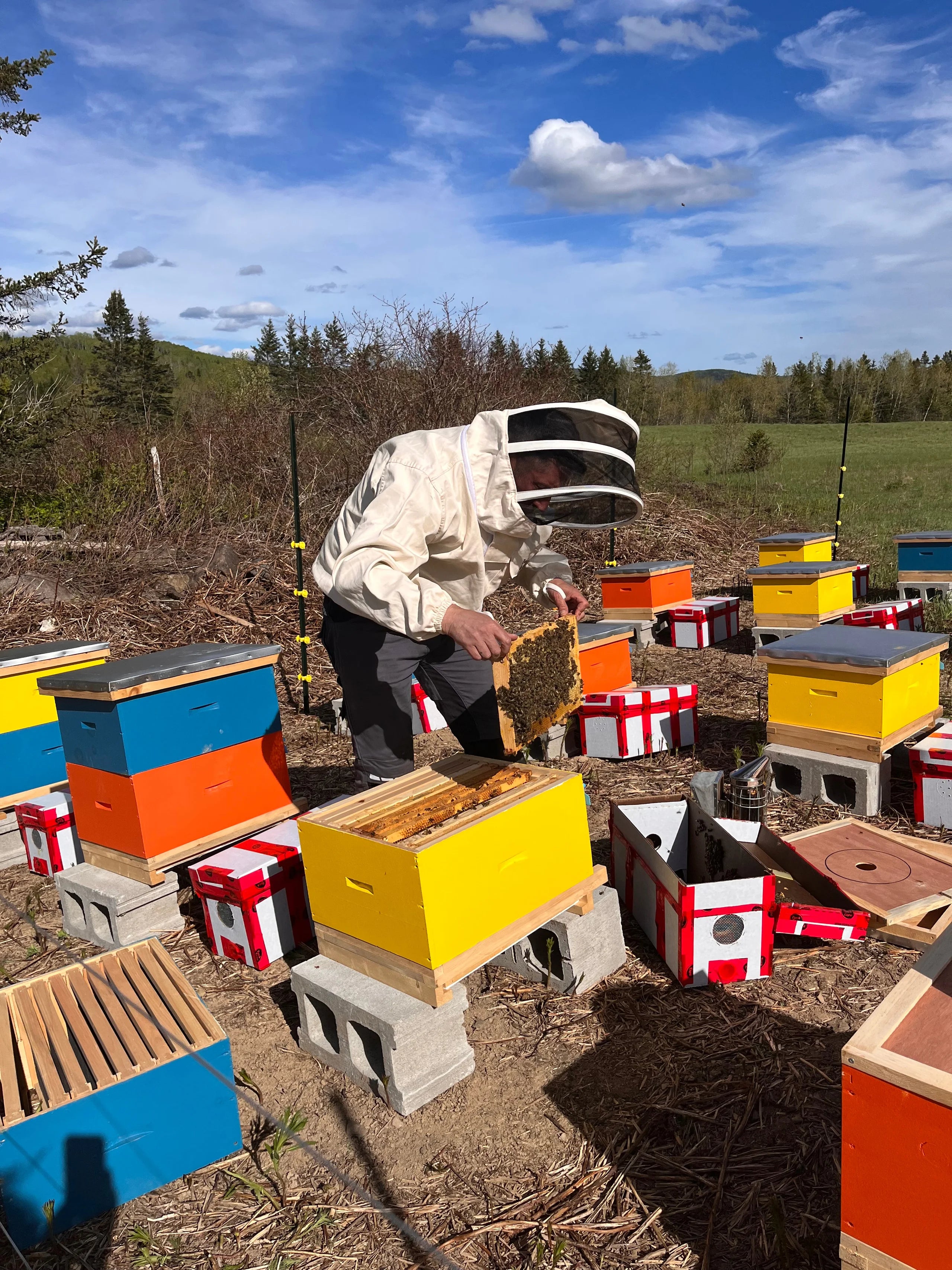 Nuclei (nucléis) d’abeilles à vendre 4 cadres